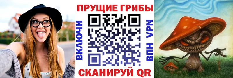 закладка Пугачёв Галлюциногенные грибы ЛСД